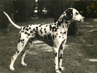 Tally Ho Sirius, Dalmatian. c. 1939