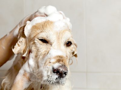 Golden Retriever getting a bath.