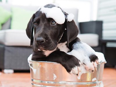 great-dane-puppy-bath-in-bucket